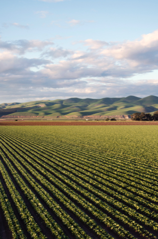 Doenças e programas fungicidas Bayers